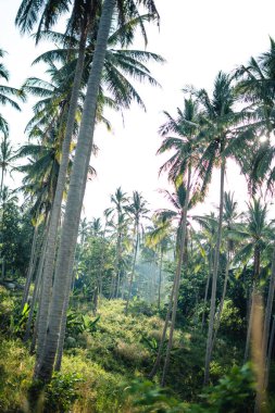 Tropik bir adada palmiye ve hindistan cevizi ağaçları