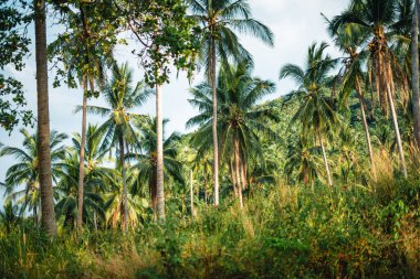 Tropik bir adada palmiye ve hindistan cevizi ağaçları