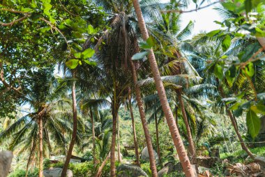 Tropik bir adada palmiye ve hindistan cevizi ağaçları
