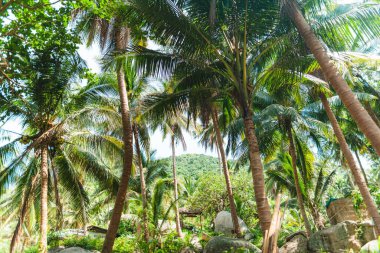 Tropik bir adada palmiye ve hindistan cevizi ağaçları