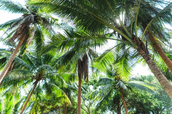 Palmen Und Kokospalmen Auf Einer Tropischen Insel — Stockfoto