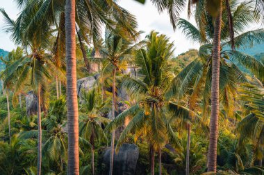 Adada palmiye ağaçları ve sabah güneşi, hindistan cevizi ağacı ve deniz