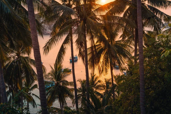 Stock image Palm trees and morning sun on the island,coconut tree and sea