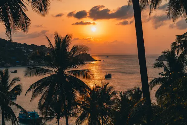 stock image Palm trees and morning sun on the island,coconut tree and sea