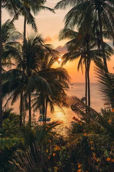 Palmen Und Morgensonne Auf Der Insel Kokospalmen Und Meer — Stockfoto