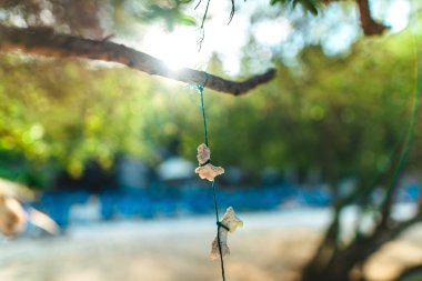 Koh Tao 'da beyaz sahil ve tropikal deniz