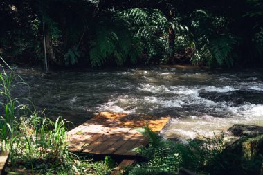 Yazın akarsu ormandaki doğa, doğa