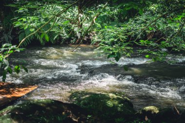 Yazın akarsu ormandaki doğa, doğa