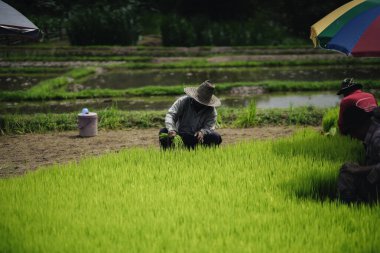 pirinç fideleri ekilmeden önce