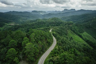 Yağmurdan sonra yeşil ormanın ortasında yol