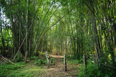 Doğal parktaki bambu ağaçları