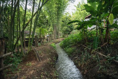 Doğal parktaki bambu ağaçları