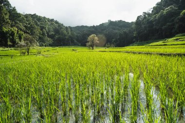 Alacakaranlıkta kırsal ormanda pirinç terasları