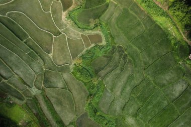 Alacakaranlıkta kırsal ormanda pirinç terasları