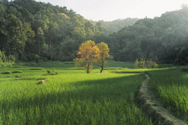 Tarasy Ryżowe Lesie Wiejskim Zmierzchu — Zdjęcie stockowe