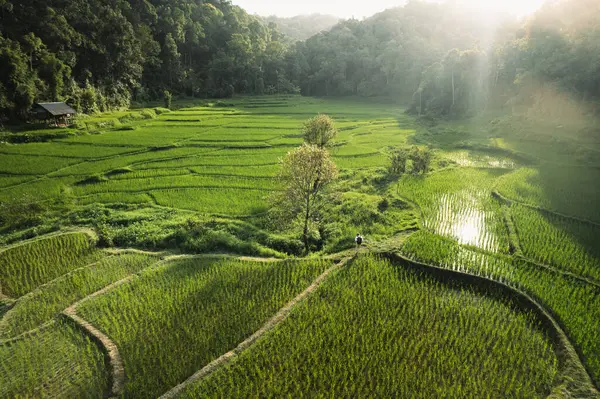 Rice Terraces Rural Forest Dusk — Stock Photo, Image