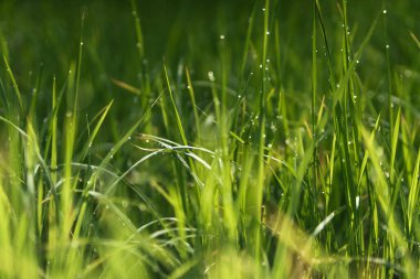 Sabah terasları pirinç tarlaları, kulübeler, yeşil pirinç tarlaları.