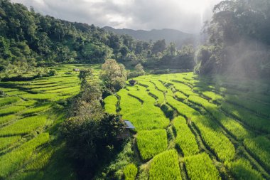 Kırsal kesimde akşam ışığında pirinç tarlaları