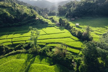Kırsal kesimde akşam ışığında pirinç tarlaları