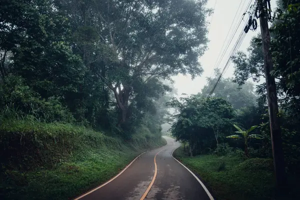 田舎の朝の道路と木々 — ストック写真