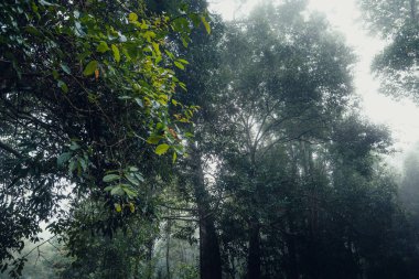 Sabah yağmur ormanlarında ağaçlar ve yollar