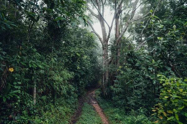 Trees and paths in the rainforest in the morning