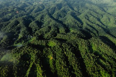 Yüksek açı ormanı ve yeşil ağaçlar doğa