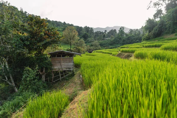 Зелені Рисові Поля Сільській Місцевості Природа — стокове фото
