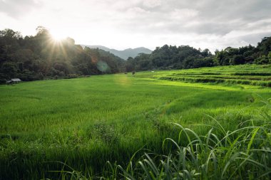 Alacakaranlıkta kırsalda yeşil pirinç tarlaları, çeltik
