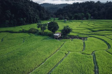 Alacakaranlıkta kırsalda yeşil pirinç tarlaları, çeltik