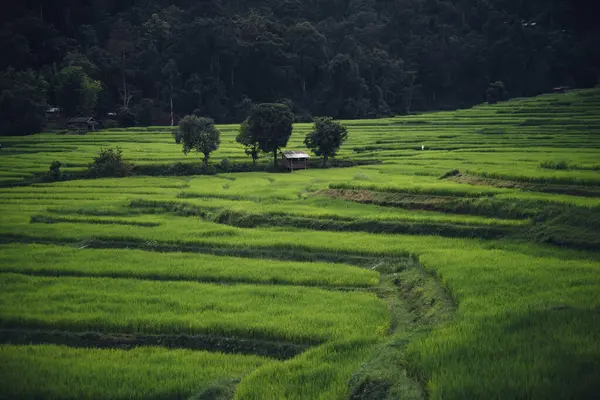 Alacakaranlıkta Kırsalda Yeşil Pirinç Tarlaları Çeltik — Stok fotoğraf