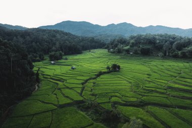 Tayland kırsalında alacakaranlıkta koyu yeşil pirinç tarlaları
