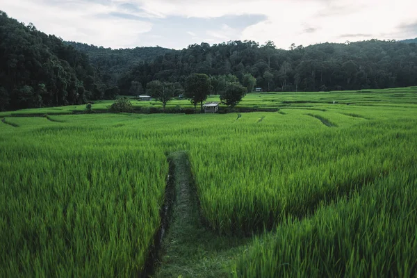 Dark Green Rice Fields Dusk Rural Thailand — Stock Photo, Image