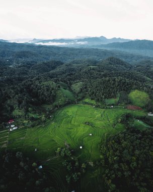 Tayland kırsalında alacakaranlıkta koyu yeşil pirinç tarlaları