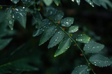 Yağmurlu bir günde yapraklara su damlaları düşer