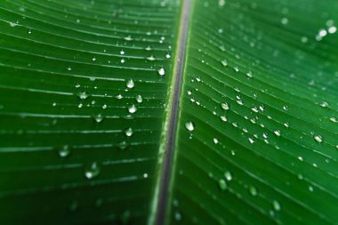 Yağmurlu bir günde yapraklara su damlaları düşer