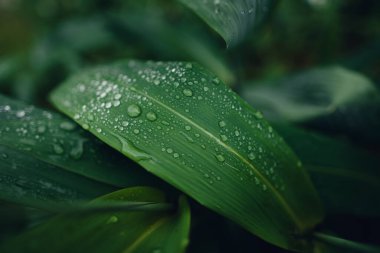 Yağmurlu bir günde yapraklara su damlaları düşer