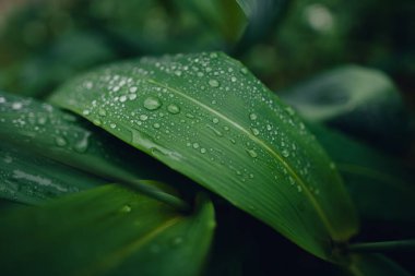 Yağmurlu bir günde yapraklara su damlaları düşer