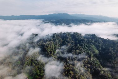 Sabahları sis ve yüksek açılı ağaçlar, dağlar ve sis.