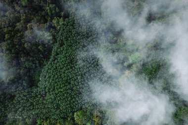 Sabahları sis ve yüksek açılı ağaçlar, dağlar ve sis.