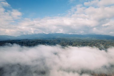 Sabahları sis ve yüksek açılı ağaçlar, dağlar ve sis.