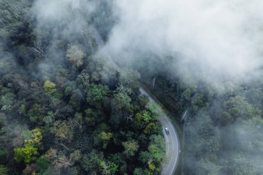 Yüksek açı yol ve ağaçlar sabah