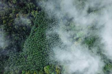 Sabahları sis ve yüksek açılı ağaçlar, dağlar ve sis.