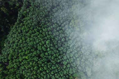 Sabahları sis ve yüksek açılı ağaçlar, dağlar ve sis.