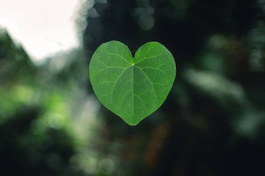 Kalp şeklinde yapraklar, doğal yeşil arka plan.