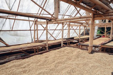 Kahve çekirdekleri bir serada kurutulur.,