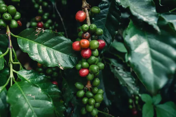 stock image Fresh coffee that is ripening