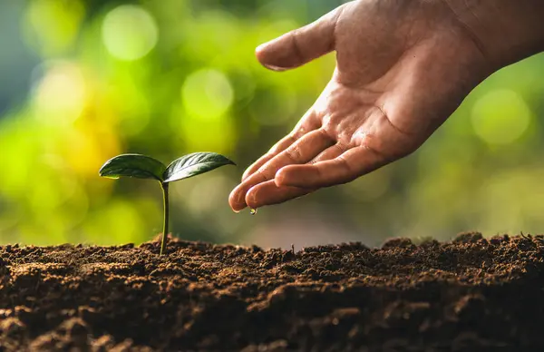 Yerde büyüyen ağaçlar ve doğal yeşil arka plan