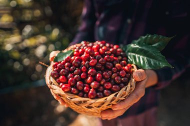Çiftçinin elinde taze kahve çekirdeği sepeti var.