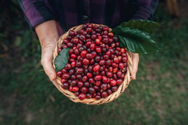 Çiftçinin elinde taze kahve çekirdeği sepeti var.